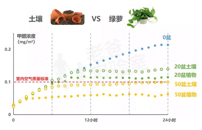 公司用綠蘿除甲醛，到底靠不靠譜？